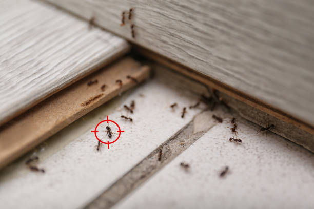 Best Pest Inspection Near Me  in El Paso, TX