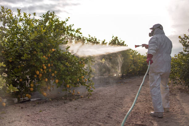 Best Emergency Pest Control  in El Paso, TX