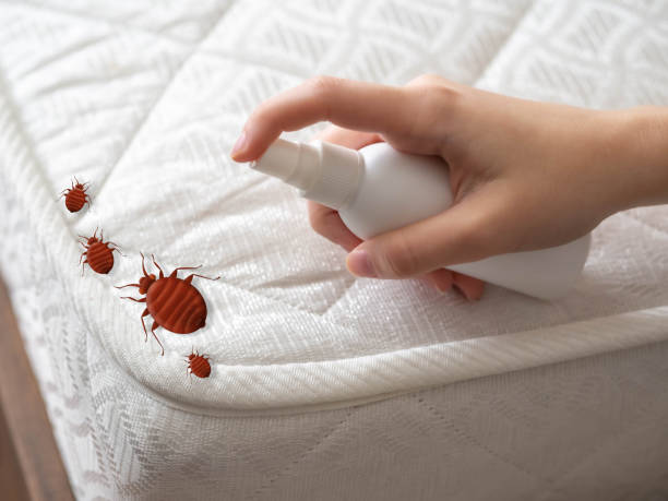 Trusted El Paso, TX Pest Control Experts