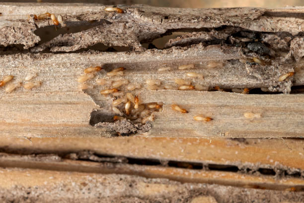 Best Flea Control Services  in El Paso, TX