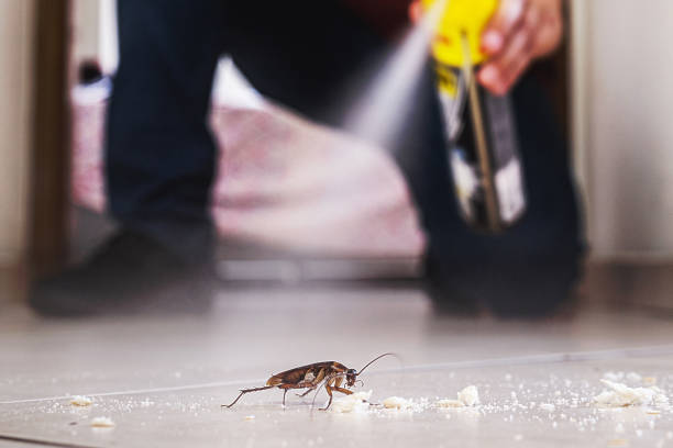 Best Pest Inspection Near Me  in El Paso, TX
