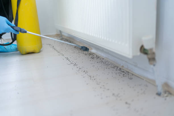Best Pest Removal Services  in El Paso, TX